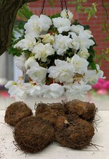 WHITE PENDULA BEGONIA TRAILING BULBS/CORMS GRADE 1 GARDEN/HANGING BASKET SUMMER
