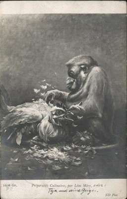 Affen Monkeys Singes Monos Scimmie-- Gefluegel 