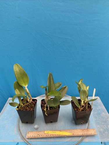 Cattleya Aloha Case ‘Ching Hua’ X Self Fragrant Orchid Hybrid Purple 4” Pot - Picture 4 of 6