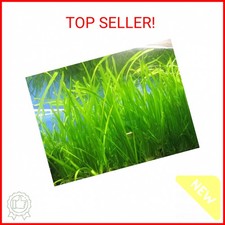 Marcus Fish Tanks 6 Jungle Val - Jungle Vallisneria Live Aquarium Freshwater Pla