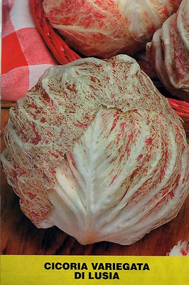 Cicoria E Radicchio Variegata Di Chioggia Tardivo: Variet&agrave; E Formati
