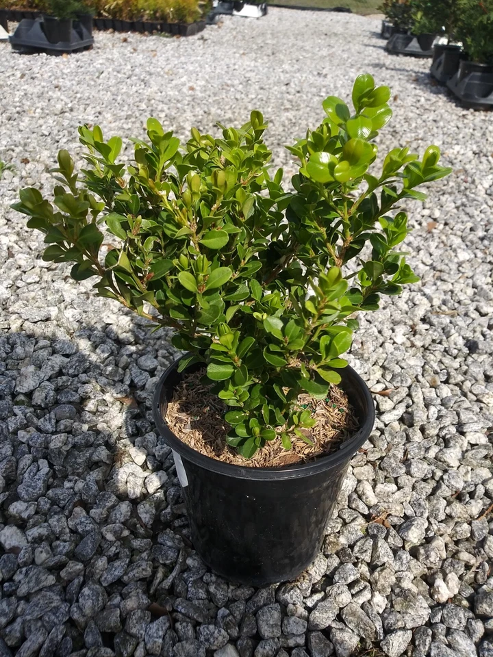 Japanese Boxwood ( Buxus ) - Live Plant - ( 2.5 QT ) - Evergreen - Image 4 of 4