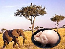 Vecchia statua statuina no netsuke elefante avorio vegetale scolpita a mano