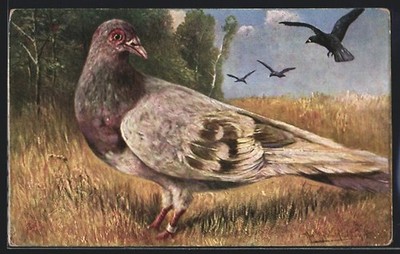 Artist postcard August Müller-Munich: dove at the edge of the forest looking to the crows 