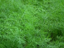 250 Graines - Aneth Officinale - Aromatique - Semences Paysannes - BIO
