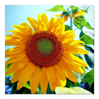 SUNFLOWER FLOWER Pendant DIAMOND Cut 925 Sterling Silver 20'' Necklace Women Gift