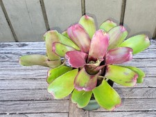 Neoregelia 'Bailadora' rare bromeliad 4''pot