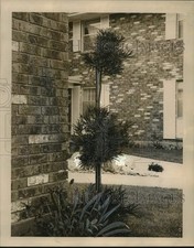 1965 Press Photo Japanese yew, azaleas, pyracantha, wax ligustrum  pittosporum