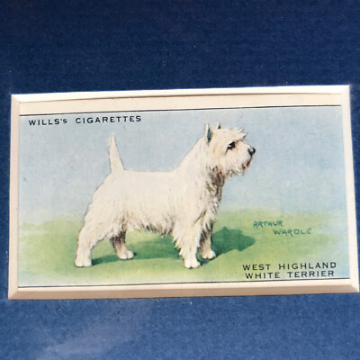 west white cigarette Matted West Highland White Terrier 1937 SERIES OF DOGS WILLS CIGARETTE CARD