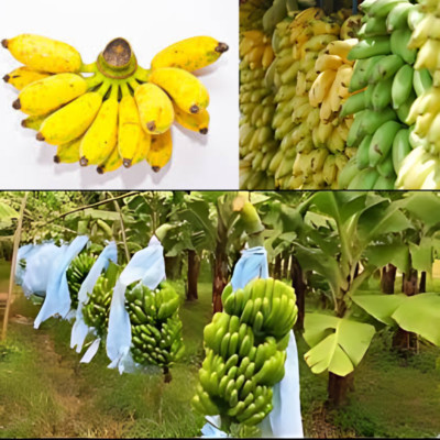 Dwarf Cavendish Musa Lacatan Banana Live Plants Ceylon Plantains) (no pot)