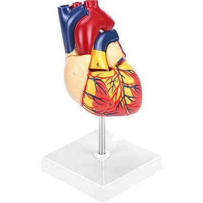 Scientific Menschliches Herz Modell für Anatomie, 2-Teilige Lebensgröße Herzm...