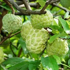 Semillas de árbol frutal de manzana azúcar natillas dulce Annona Squamosa dulce - 50 semillas