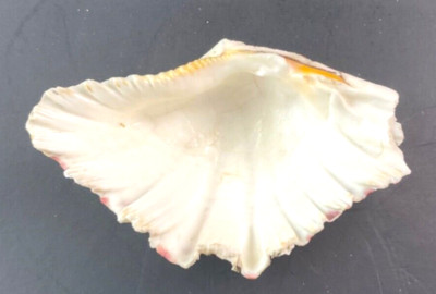 Bear Paw Clam Shell Half 4.5  X 3  Natural Nautical Beach Decor Real