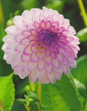 1 gioiello dalie Arbatax tubero bulbi dalia