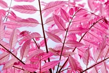 Chinese Toon Tree Seeds for Planting (30 Seeds) - Rare Pink Leafs - Chinese Maho