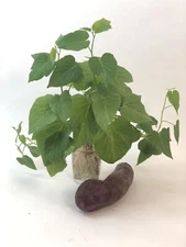 5 Slips & 1 Tuber Root Stokes Dark Purple Sweet Potatoe for Tasting & Planting