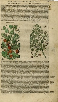 Antique Print-Botany-Fig-Mattioli-p. 181-Anonymous-1572