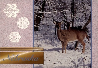 Nebraska snow deer in woods chilling out ~ unused postcard sku529
