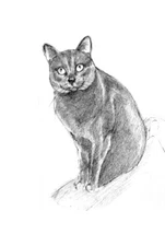 Pencil Drawing Cat, "Misha"