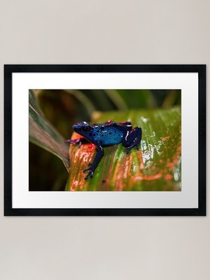 Blue Poison Dart Pfeil Frosch gerahmt gerahmt Wandbild Poster Leinwanddruck Bild