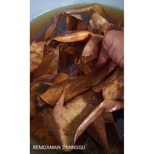40 Pcs Catappa Indian Almond Leaves for betta fish aquarium care - Picture 8 of 8