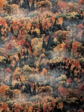 Hoffman "Call Of The Wild" Spectrum Print Fabric