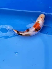 BEATIFUL SANKE   4.5-5   INCHES APPROX.