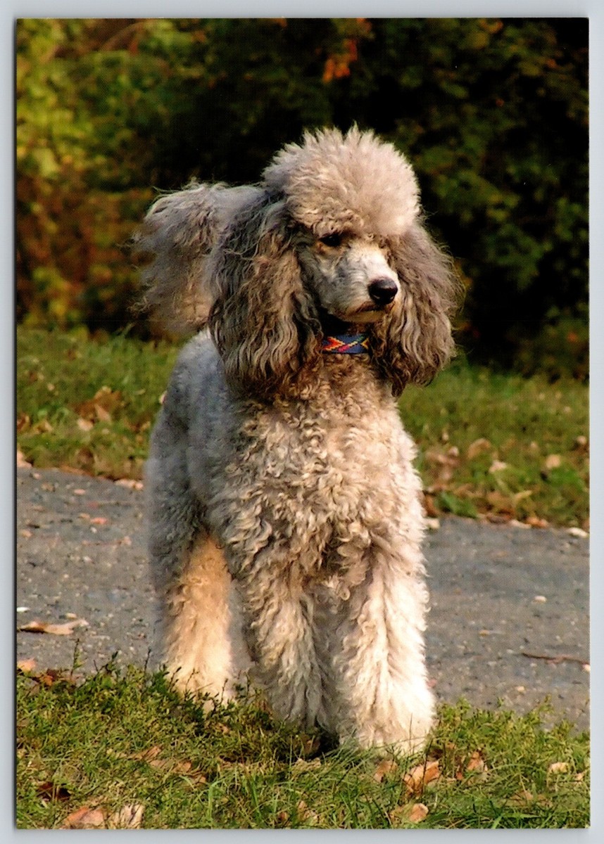 Postcard Medium Silver Poodle Dog Breed Canis lupus familiaris | eBay