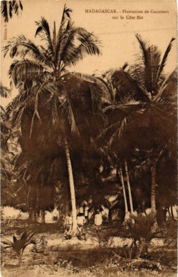 Old postcard AK Cocotiers Plantation on the East Coast MADAGASCAR (1262575)