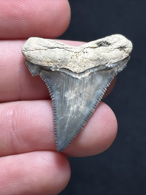 #ad Razor Sharp Quality Angustidens Fossil Shark Tooth Summerville SC 1.50quot; $197.79