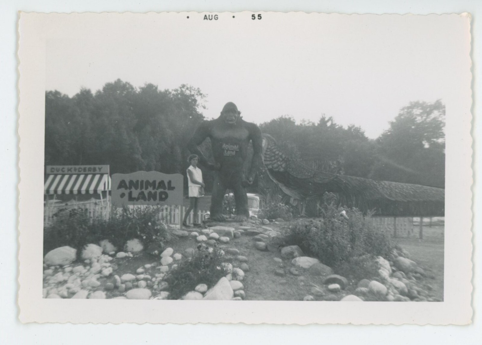 Vintage Photo Animal Land Zoo Adirondacks Lake Big Gorilla and Lade 1955 eBay