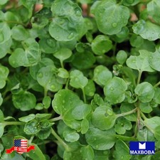 Premium 24000 Herb Seeds Crees Watercress Non-GMO Heirloom Garden