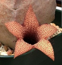 Whitesloanea crassa, no Stapelia,  Huernia  and Orbea