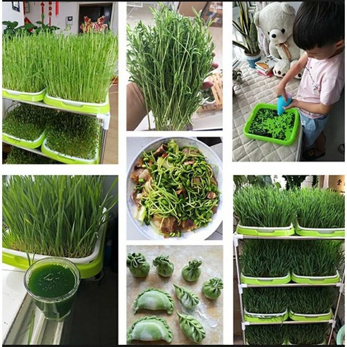 New Sprout Tray With Grid Soil-Hydroponic Bean Sprout Plate With Cover - Foto 20 di 24
