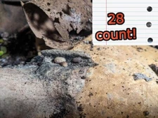 Bioactive Startup - 28 Armidilidium vulgare, Live Springtails and Isopods