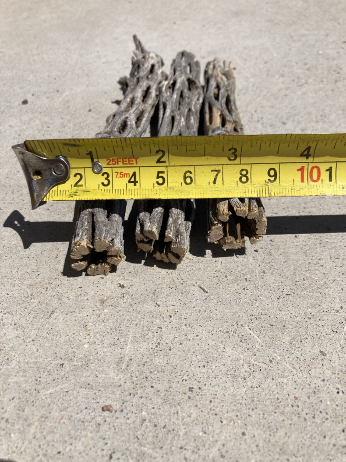 2 Pieces Cholla Cactus Wood - 12 Inch Each - For Aquarium Shrimp Snails Aquascape