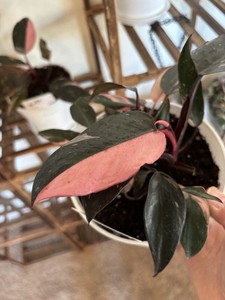 Pink Philodendron | eBay