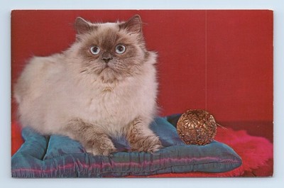 Champion Blue Point Himalayan Cat Kitten Postcard Columbia