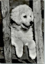 10143019 - Kuvasz Dog