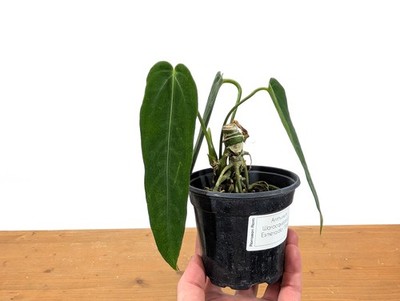 kornelkirsche bonsai Cornus mas Bonsai – Baumschule von Dach main image 0