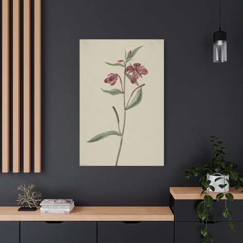 Mary Vaux Walcott - Salice Rosso (Epilobium latifolium) - Arte da parete su tela - Foto 21 di 21