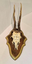 Taxidermy Roe Deer Antlers & Top Skull Mounted On Shield, 1964, Genuine Item