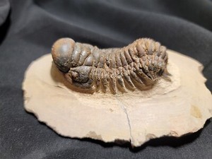 Excellent Crotalocephalus  trilobite fossil great starter collection Devonian 