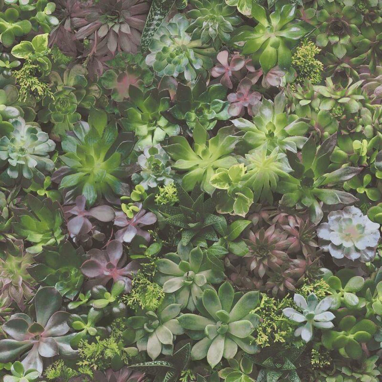 Galerie Evergreen Purple Leaves Wallpaper Botanical Paste The Wall Vinyl