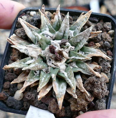 Ariocarrpus kotschoubeyanus X trigonus x retusus var. longifolius LM2