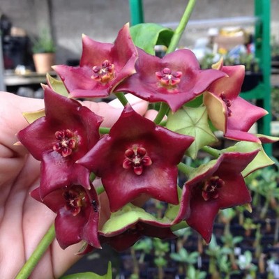 Real Picture Hoya Sussuela Rare Plant