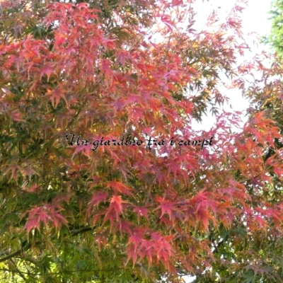 50 SEMI di Acero rosso giapponese (Acer palmatum atropurpureum) | Semi del mondo 50 SEMI di Acero rosso giapponese (Acer palmatum atropurpureum) | Semi del mondo