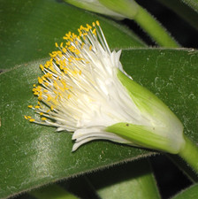 Haemanthus pauculifolius 3x FS cluster Easy shade bulb