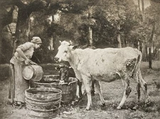 In The Enclosure Antique Lithograph Print Early 1900s Cow