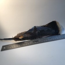 Vintage Hat Feather, Stetson, Resistol, Style, Turkey, And Others